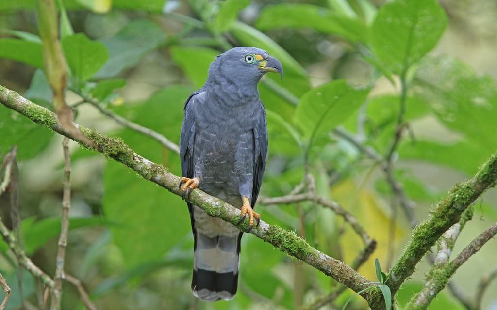 Hook-billed Kite