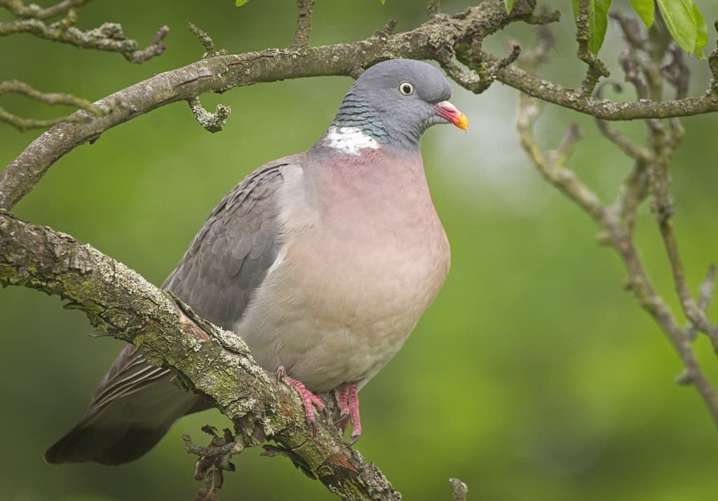 Common Wood-Pigeon