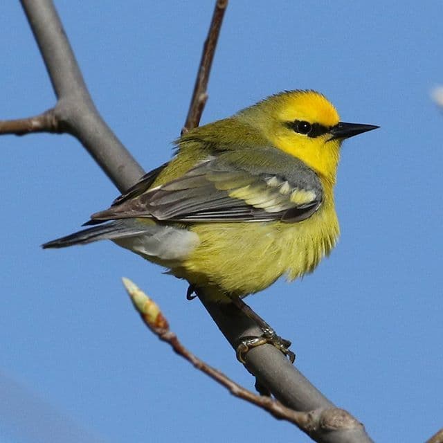 Blue-winged Warbler