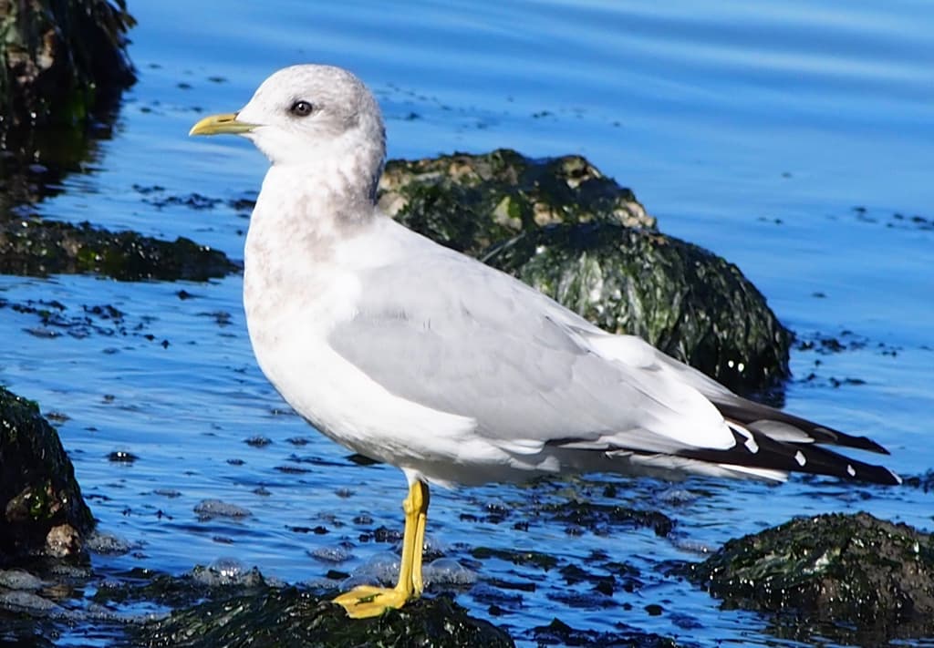 Short-billed Gull