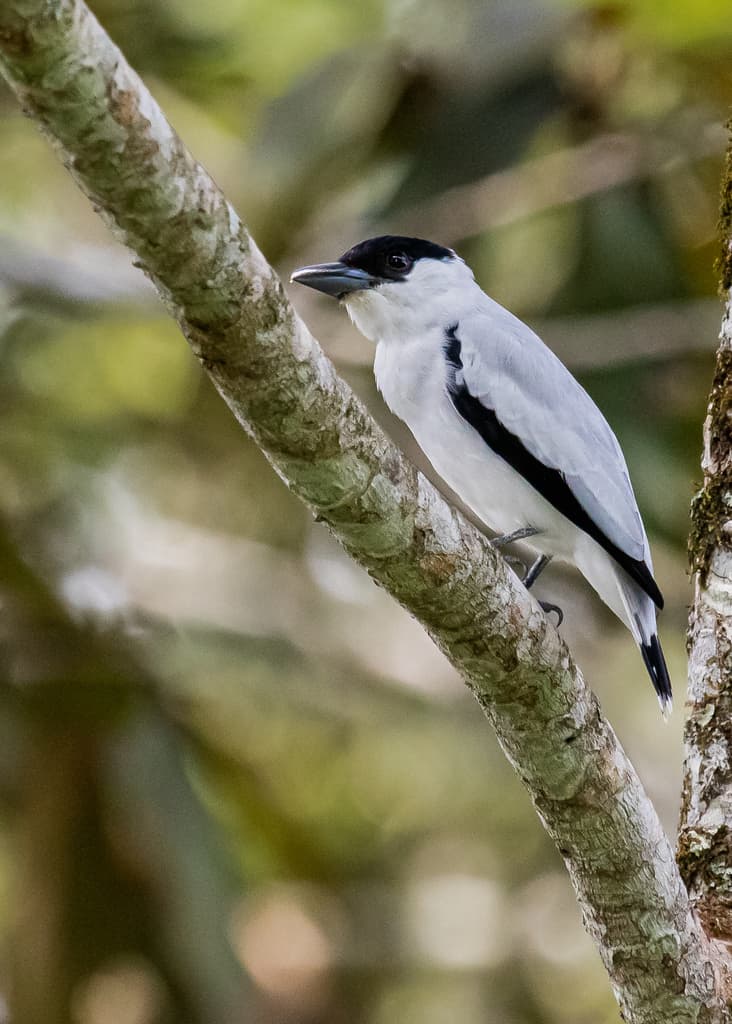 Black-crowned Tityra