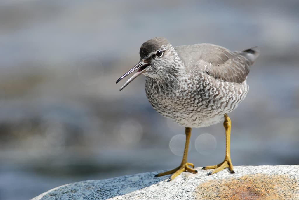 Wandering Tattler