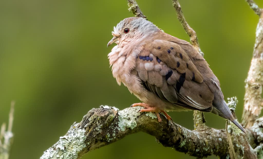 Plain-breasted Ground Dove