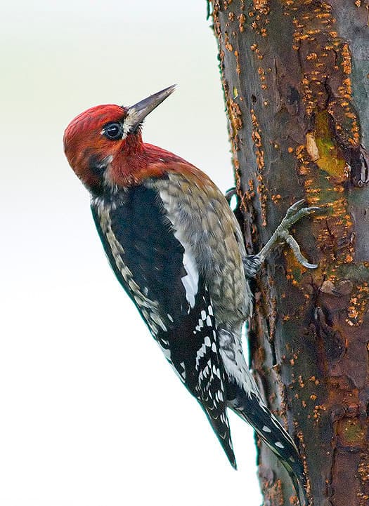 Red-breasted Sapsucker