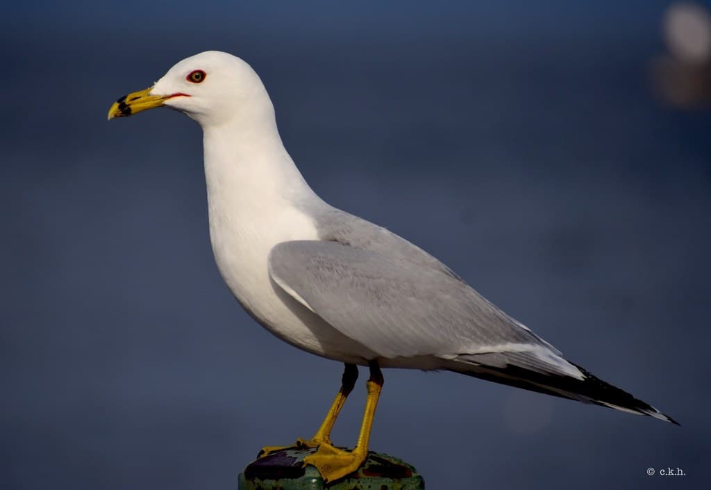 Ring-billed Gull