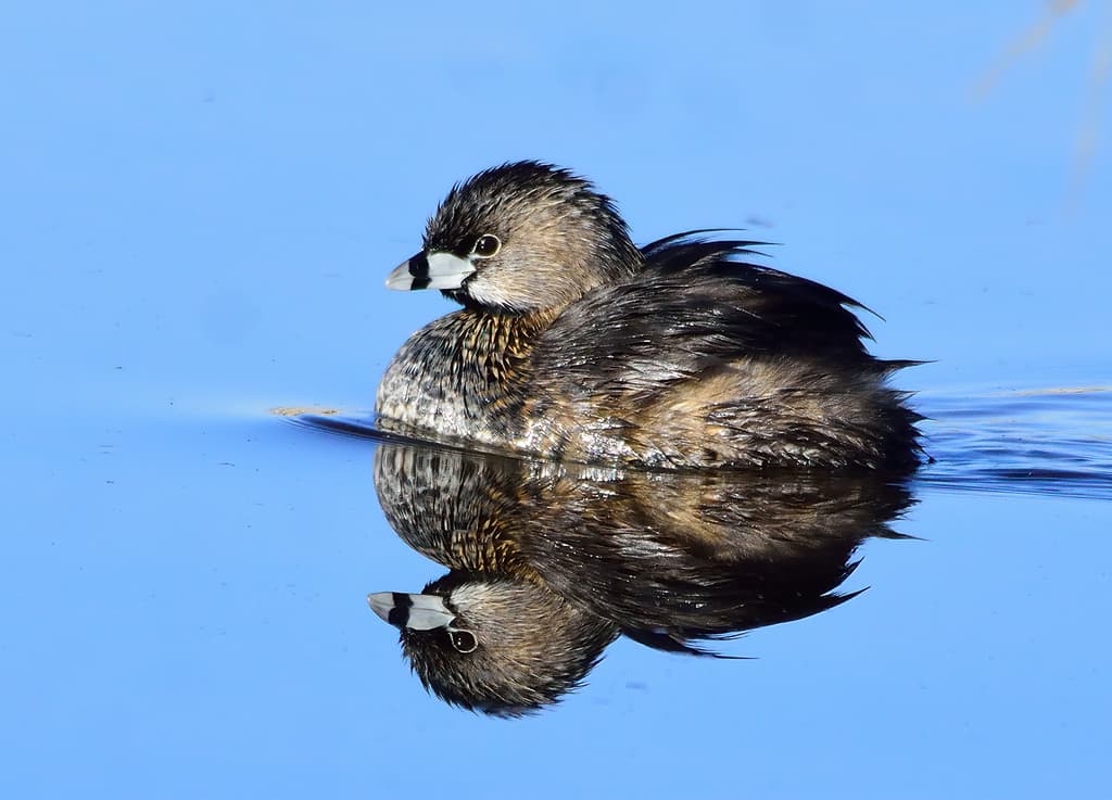 Pied-billed Grebe