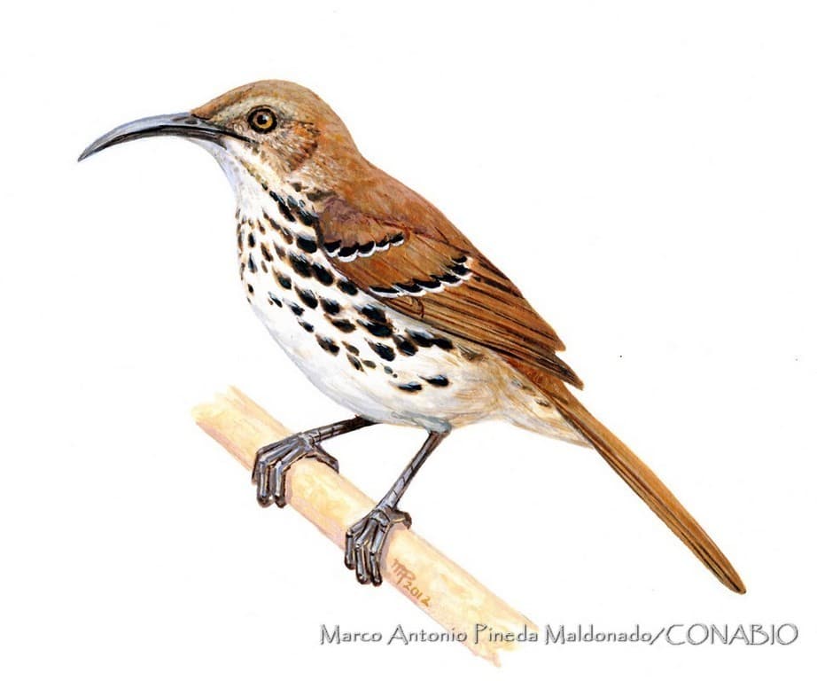 Cozumel Thrasher