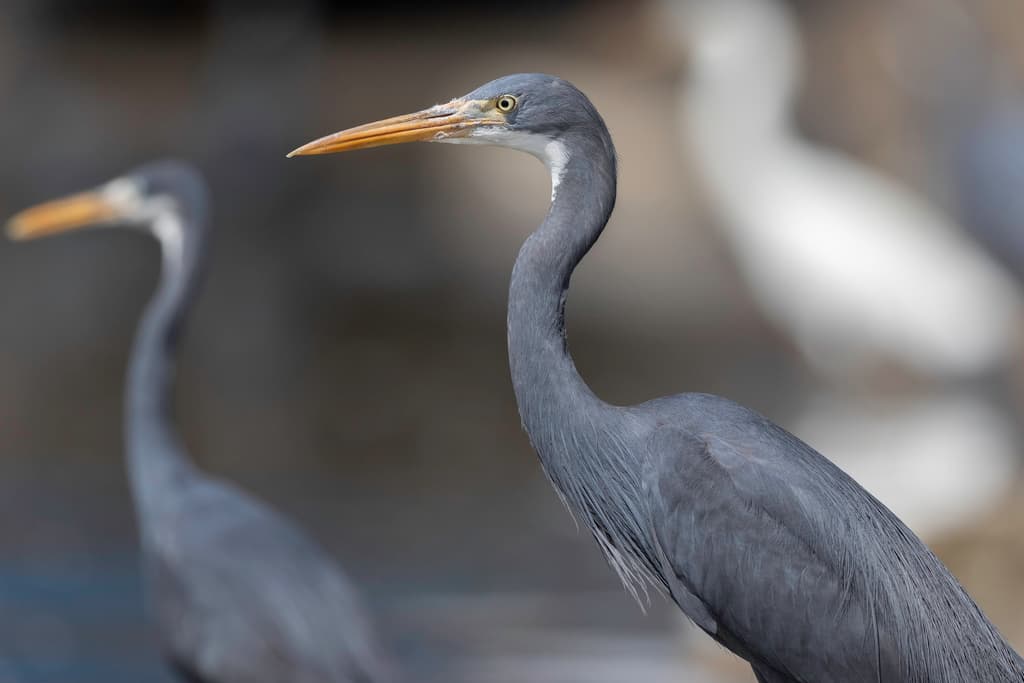 Western Reef-Heron