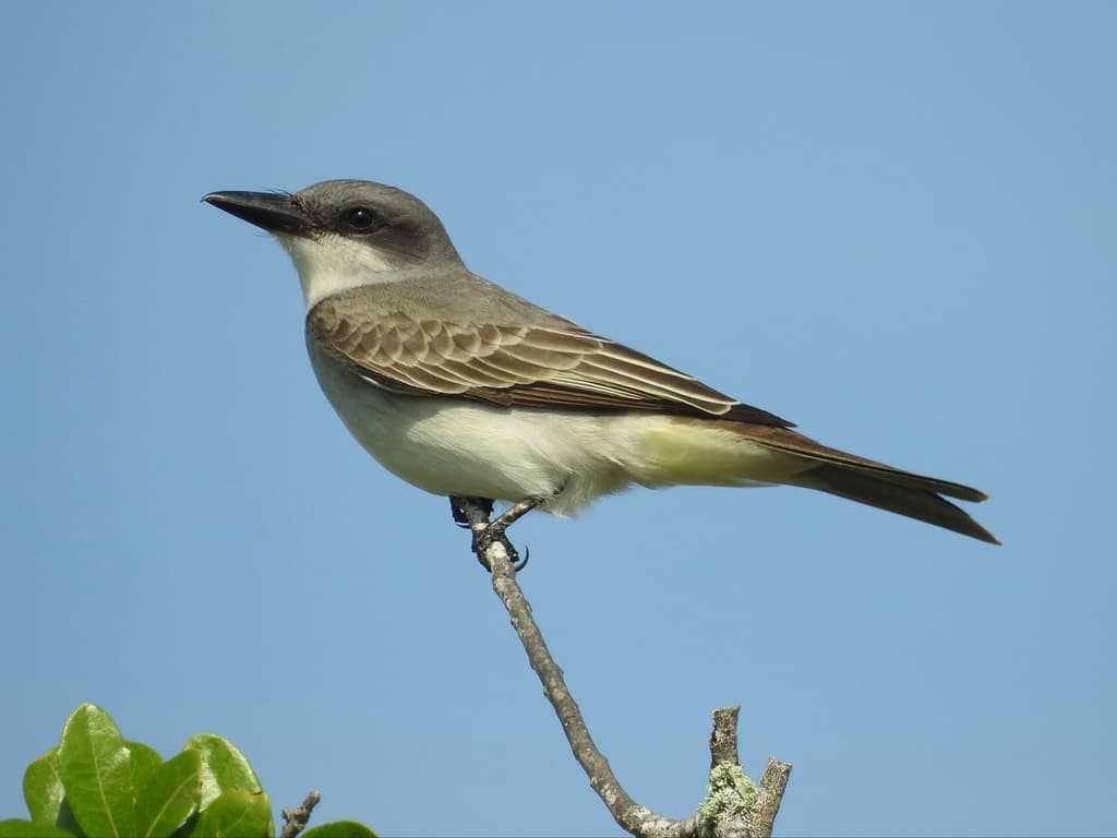 Gray Kingbird