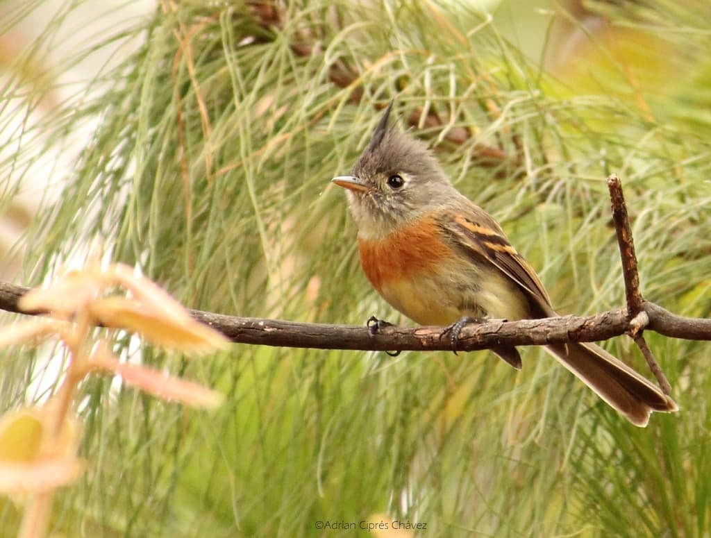 Belted Flycatcher