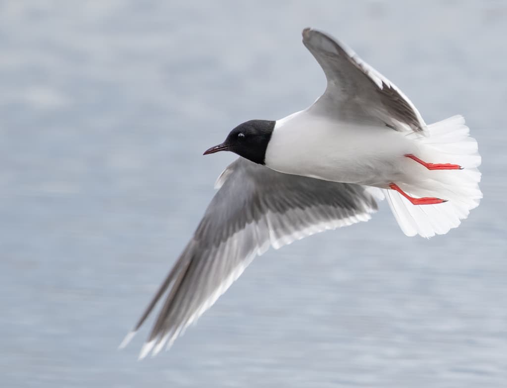Little Gull