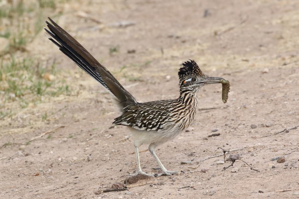 Greater Roadrunner