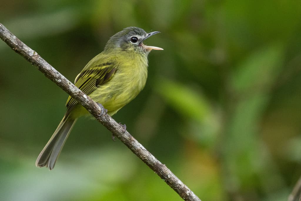 Yellow-olive Flatbill