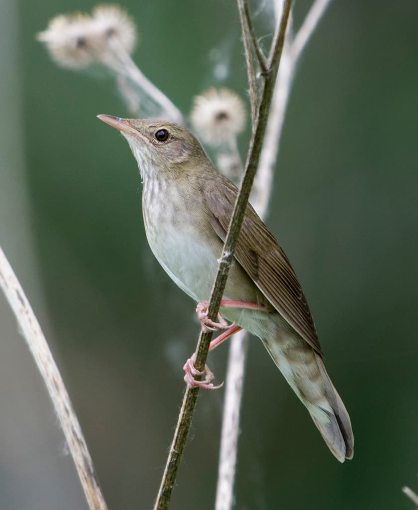 River Warbler