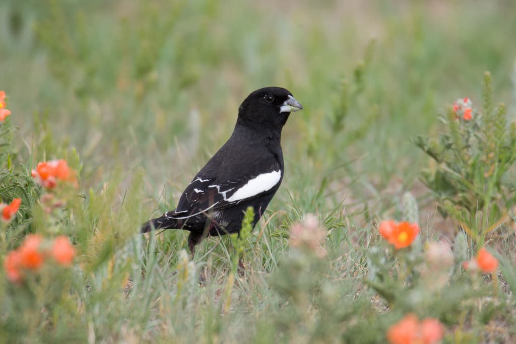 Lark Bunting