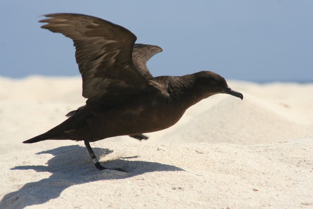 Christmas Shearwater