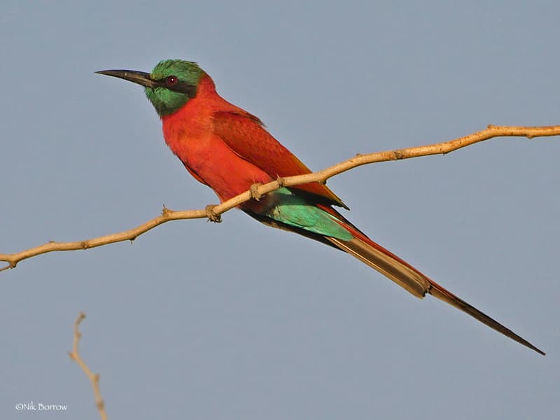 Northern Carmine Bee-eater