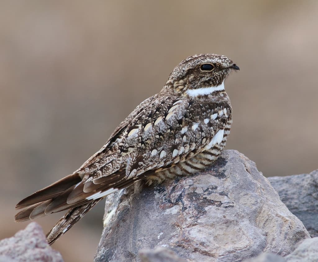 Lesser Nighthawk