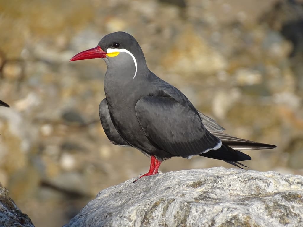 Inca Tern