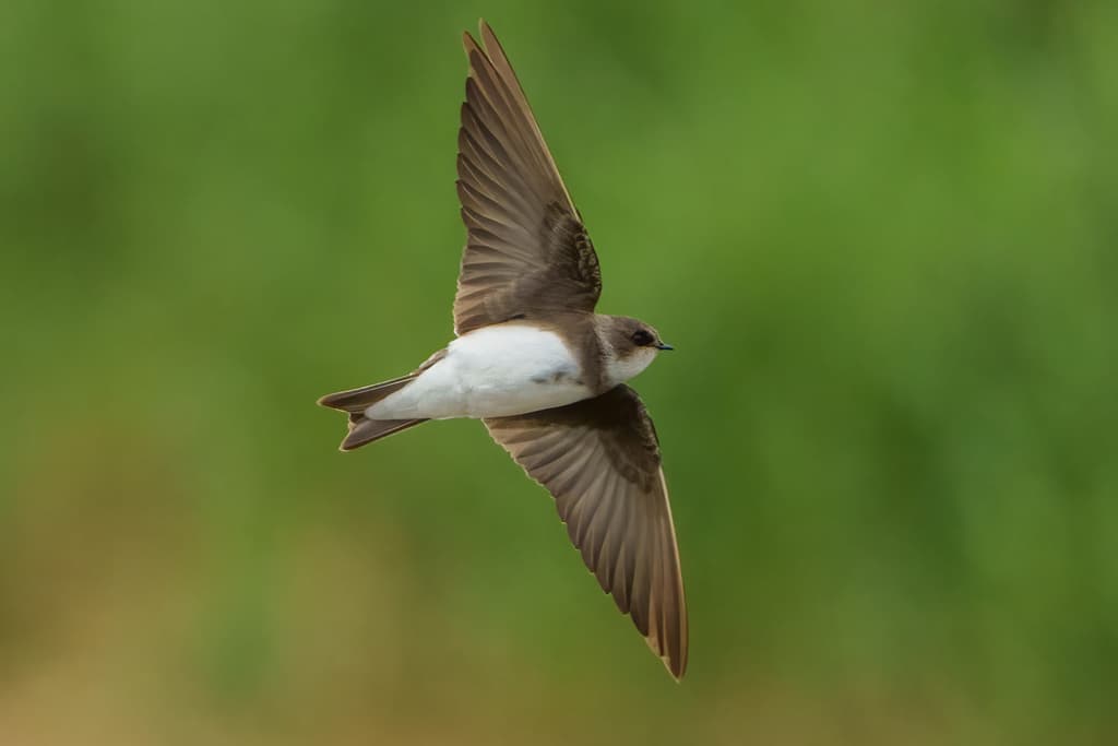 Bank Swallow