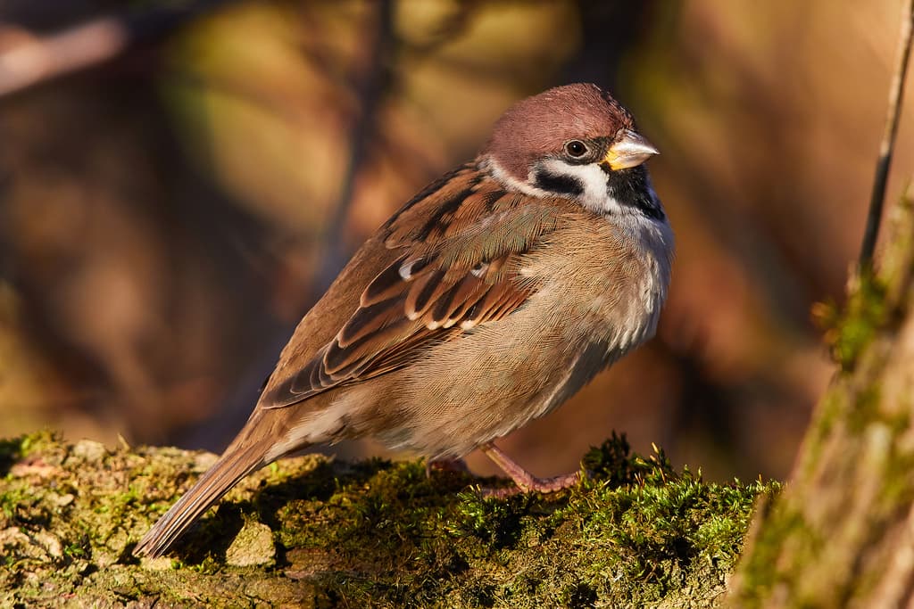 Eurasian Tree Sparrow