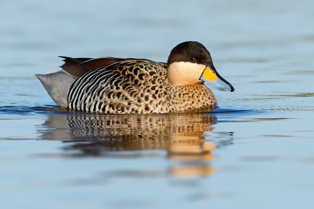 Silver Teal