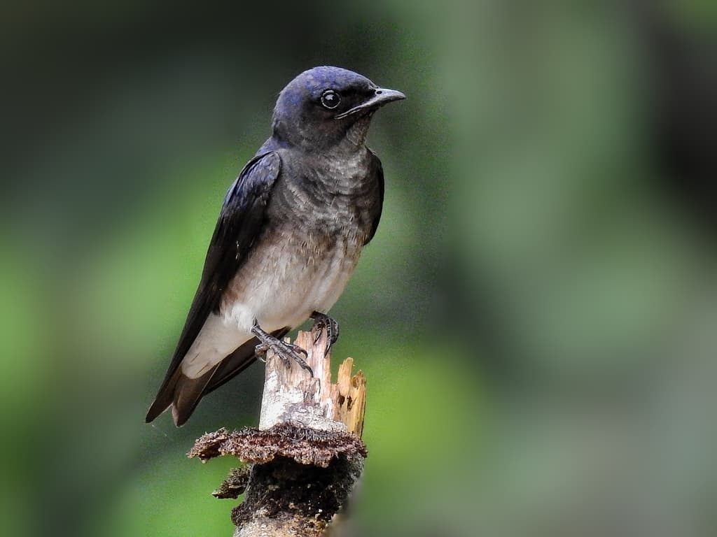 Gray-breasted Martin