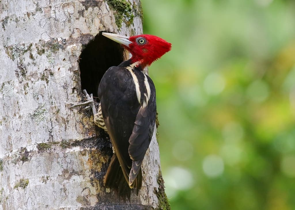 Pale-billed Woodpecker