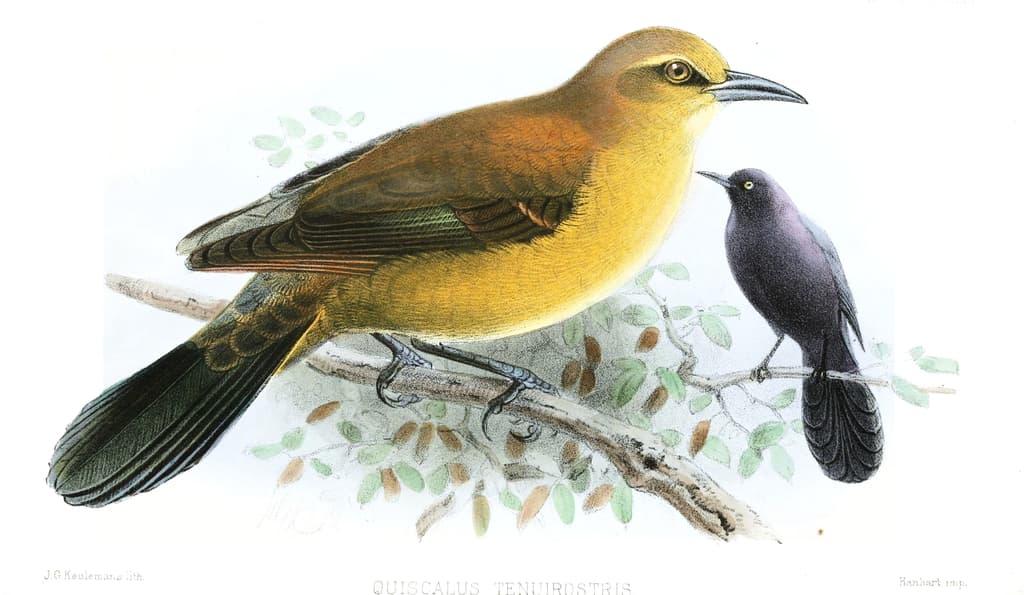 Slender-billed Grackle