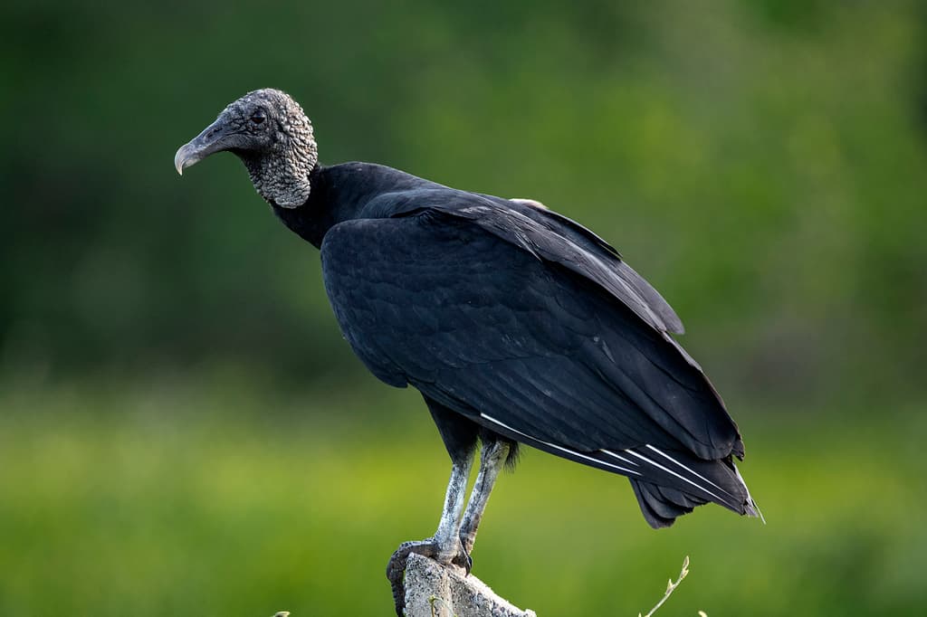 Black Vulture