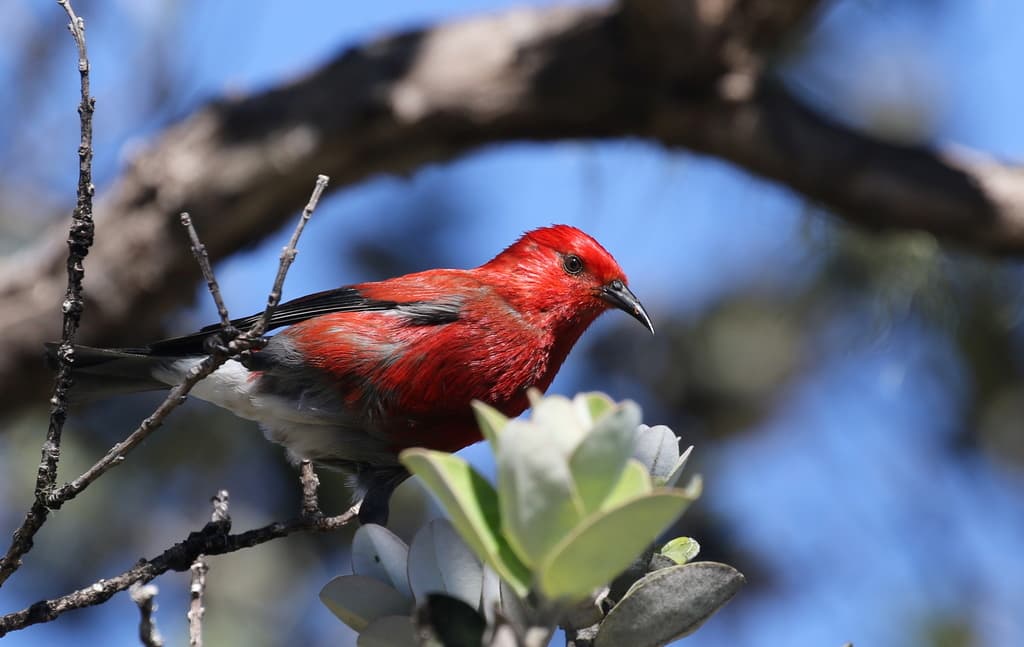 Apapane