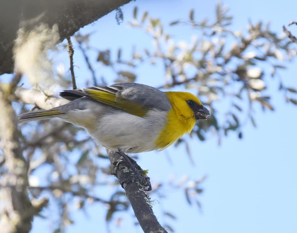 Palila