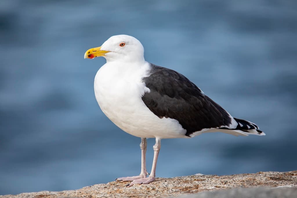 Great Black-backed Gull