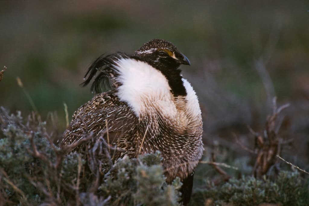 Gunnison Sage-Grouse