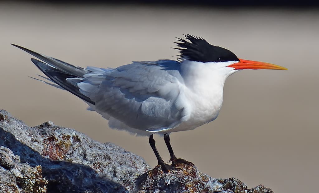 Elegant Tern