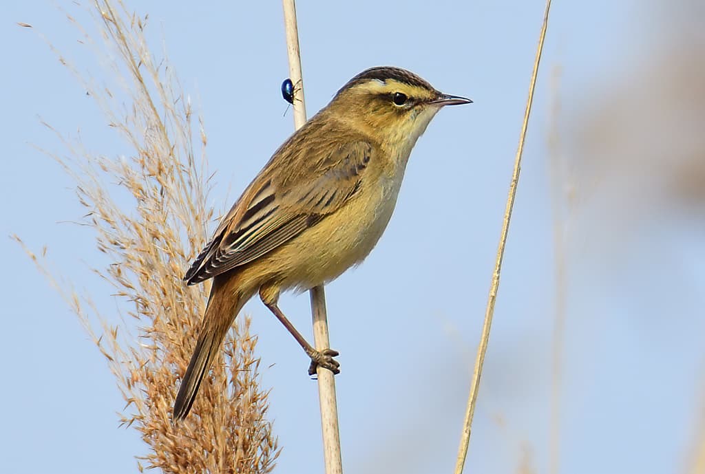 Sedge Warbler