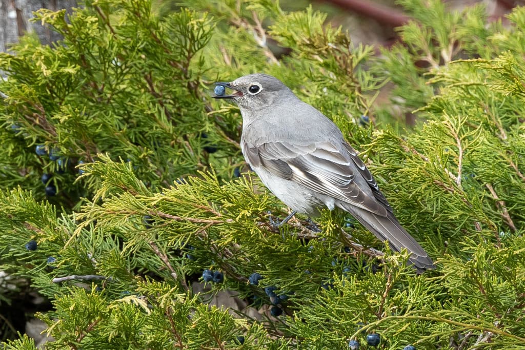 Townsend's Solitaire