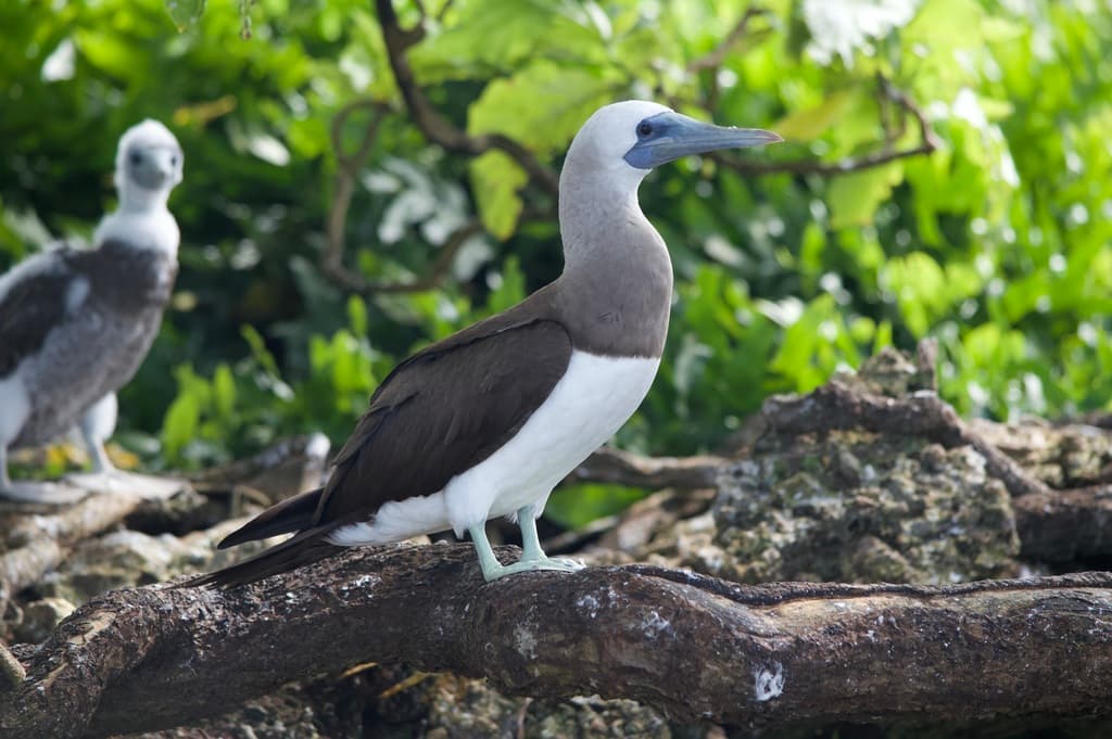 Cocos Booby