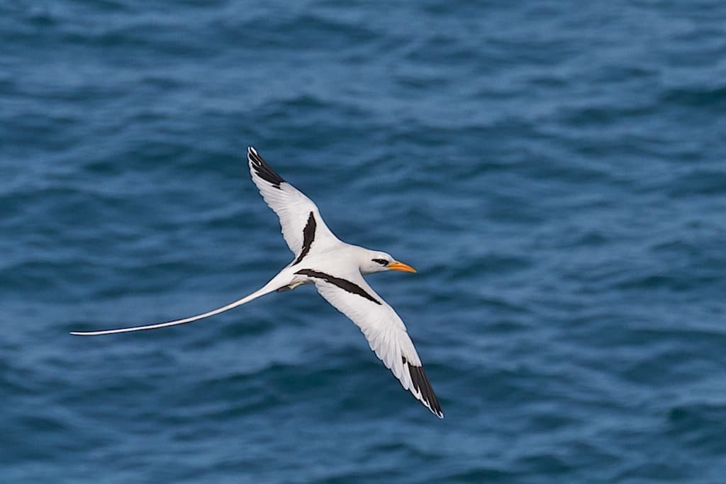 White-tailed Tropicbird