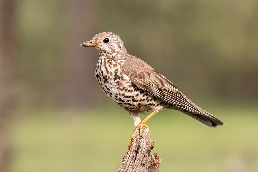 Mistle Thrush