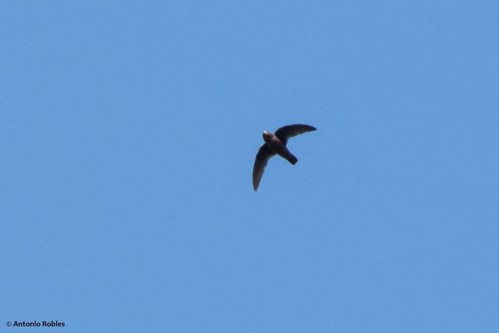 White-fronted Swift