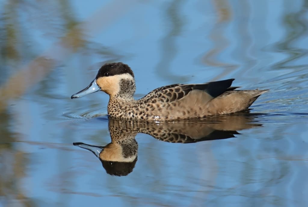 Blue-billed Teal