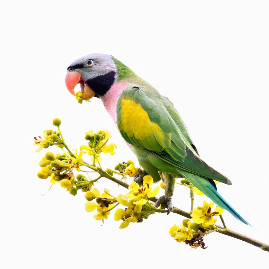 Red-breasted Parakeet