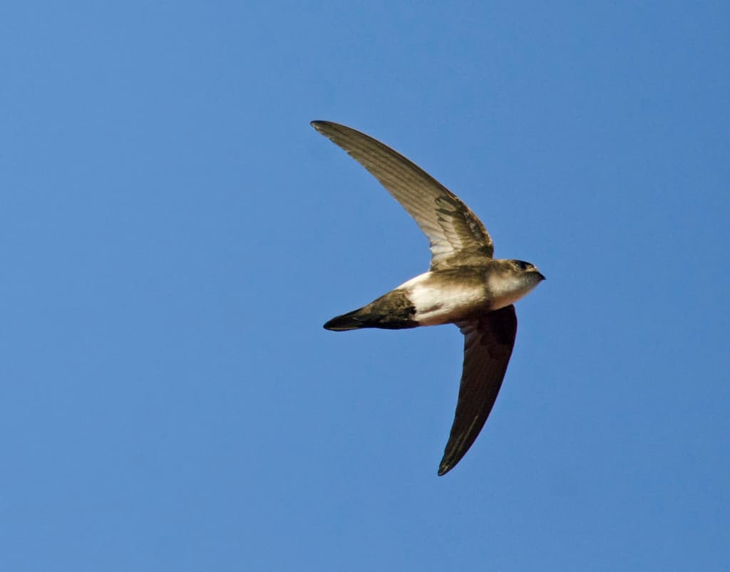 Antillean Palm Swift