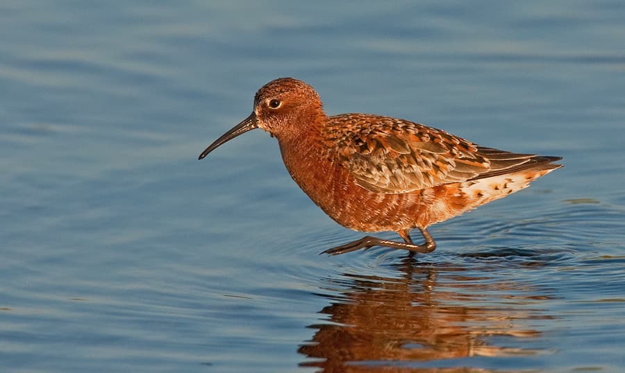 Curlew Sandpiper