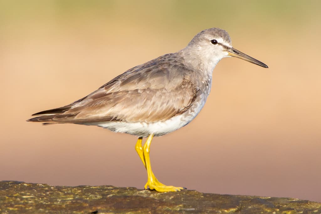 Gray-tailed Tattler