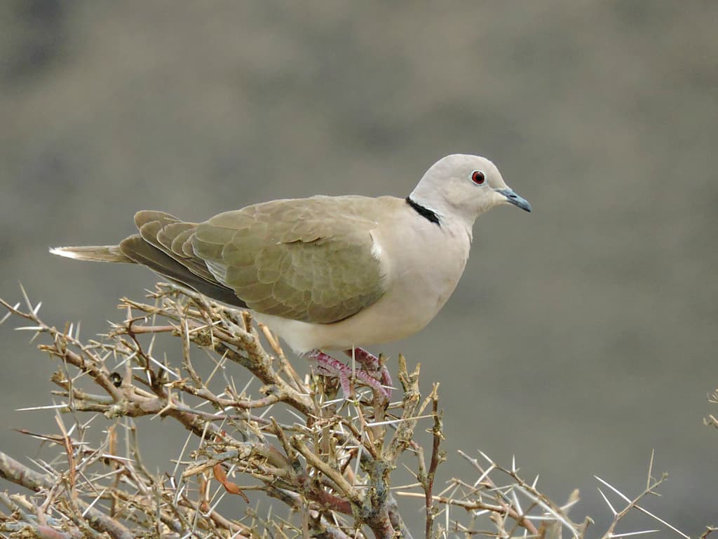 African Collared-Dove