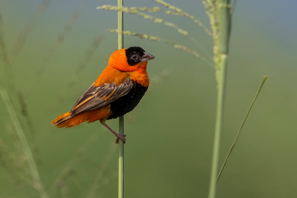 Northern Red Bishop