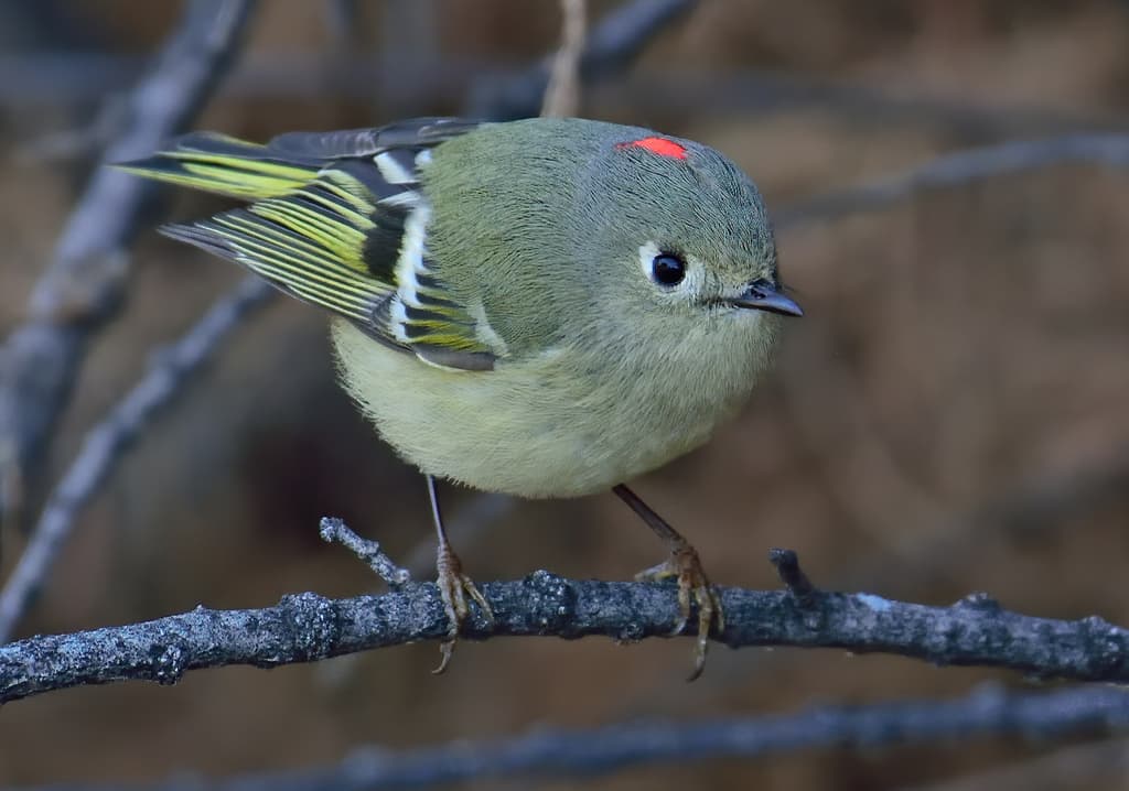 Ruby-crowned Kinglet