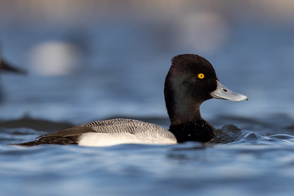 Lesser Scaup